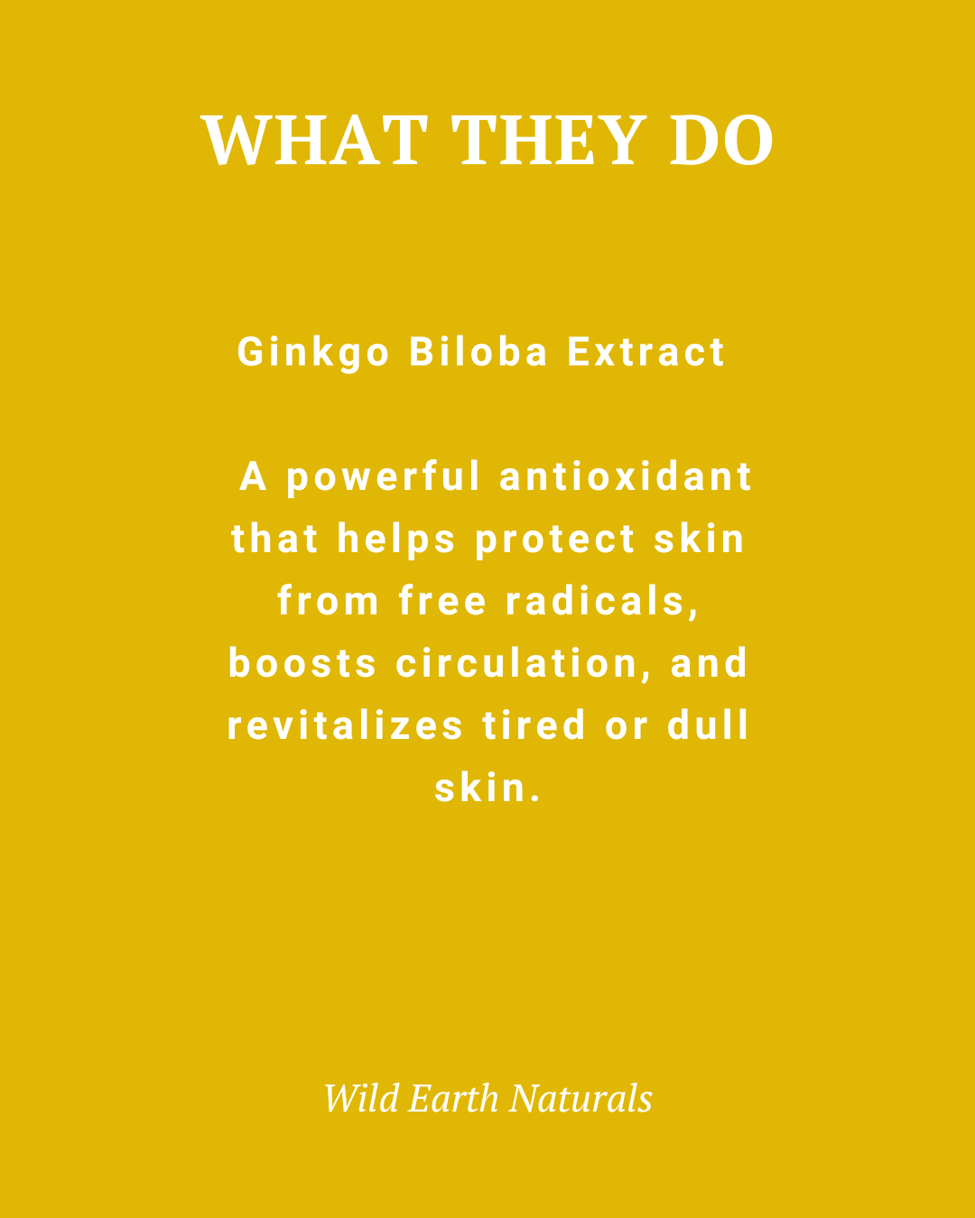 Text on a yellow background describing Ginkgo Biloba Extract with Wild Earth Naturals branding.