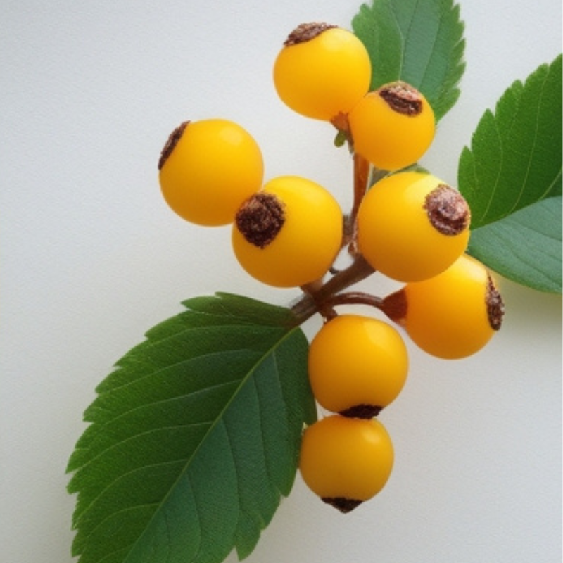 Wild Earth Natural Skincare