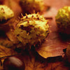 Closeup of a horse chestnut