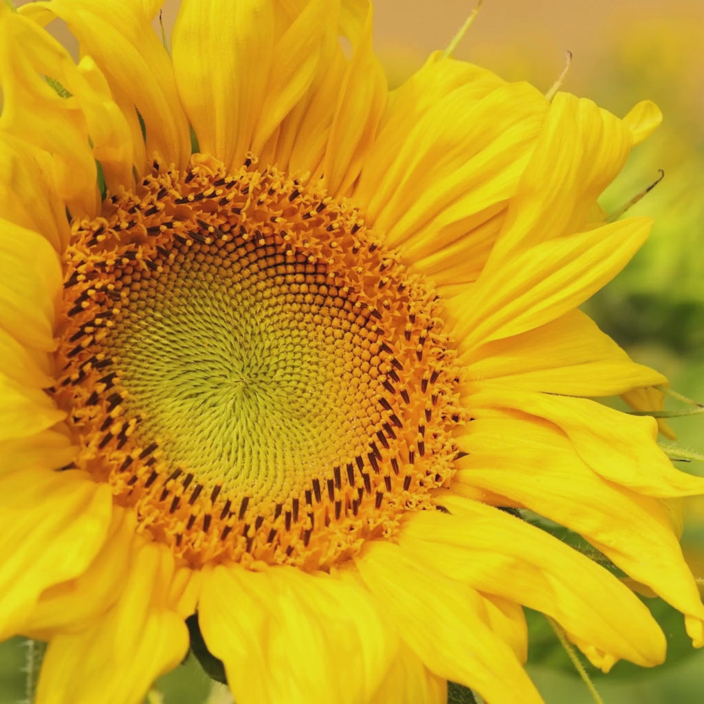 Closeup of a wild sunflower.