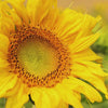 Closeup of a wild sunflower.
