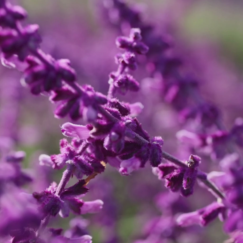 Zoom-in of lavender flowers
