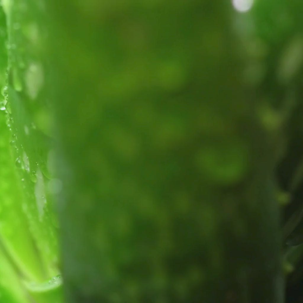 Closeup of aloe vera plant leaf