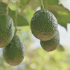 Closeup of avacado