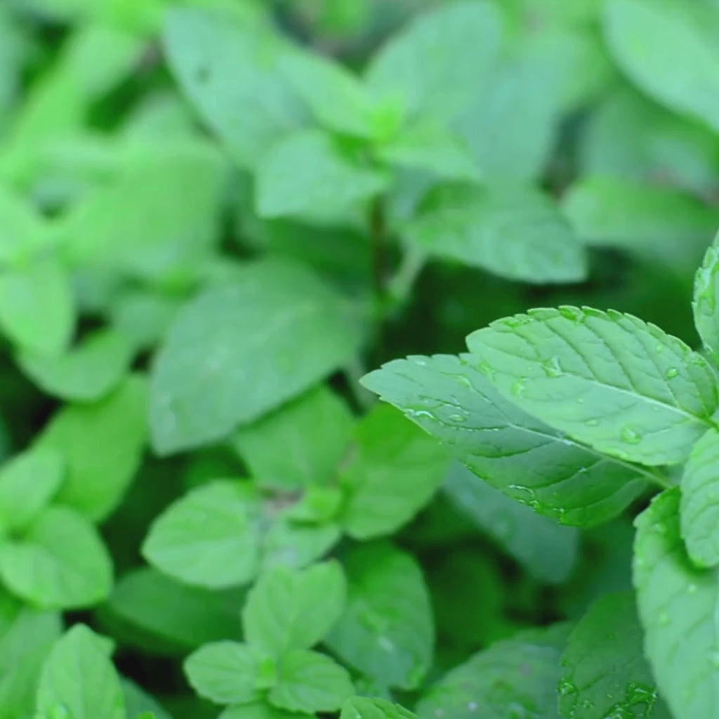 Peppermint leaves