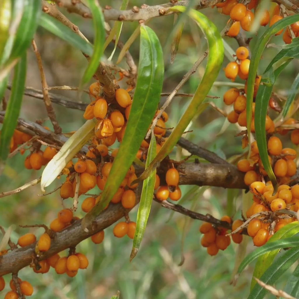 Closeup of Sea-Buckthorn fruit on a tree